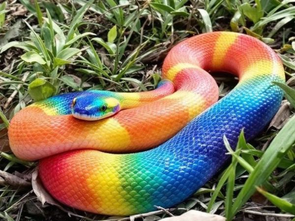 Mysterious Rainbow-Hued Snake Slithers Through Town: Locals Left Baffled!