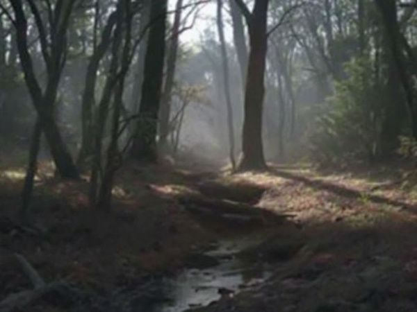 The Vanishing Shadows of Hollow Creek