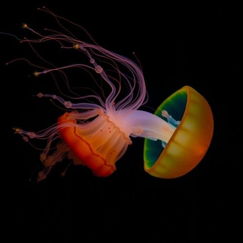 Deep Sea Discovery: New Species of Bioluminescent Jellyfish Unveiled in the Mariana Trench